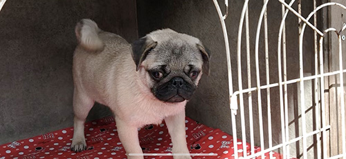 パグの子犬　ブリーダー 子犬専門　AngelWan 横浜