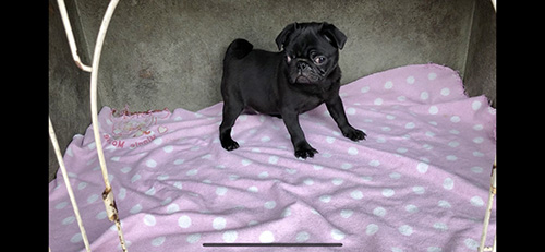 パグの子犬 ブリーダー 子犬専門 AngelWan 横浜