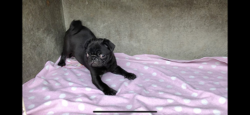 パグの子犬 ブリーダー 子犬専門 AngelWan 横浜