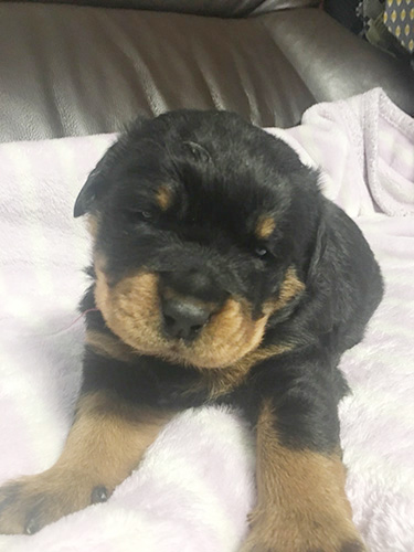 ロットワイラーの子犬 ブリーダー 子犬専門 AngelWan 横浜