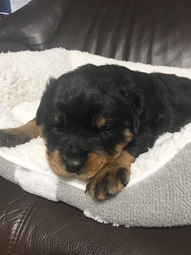 ロットワイラーの子犬 ブリーダー 子犬専門 AngelWan 横浜