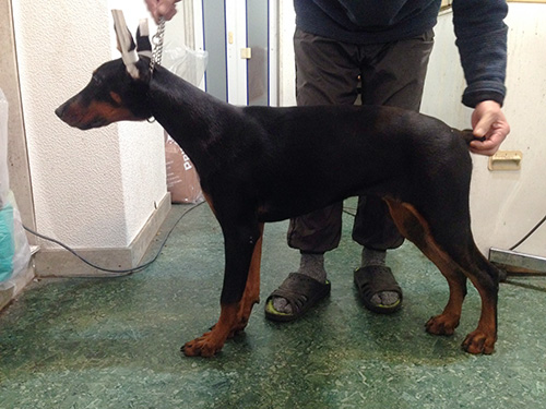 ドーベルマンの子犬　ブリーダー 子犬専門　AngelWan 横浜