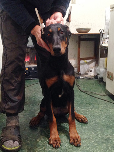 ドーベルマンの子犬　ブリーダー 子犬専門　AngelWan 横浜