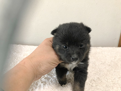 豆柴の子犬　ブリーダー 子犬専門　AngelWan 横浜
