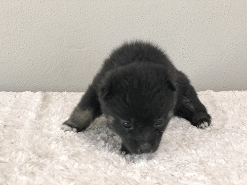 豆柴の子犬　ブリーダー 子犬専門　AngelWan 横浜