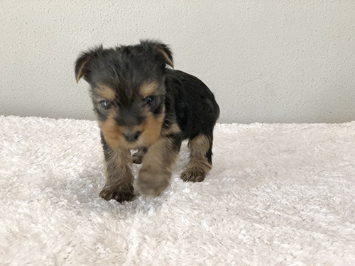 お散歩楽しみ！