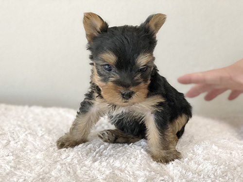 ヨークシャーテリアの子犬　ブリーダー 子犬専門　AngelWan 横浜