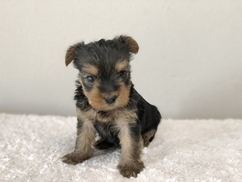 ムクムクした毛も可愛い！