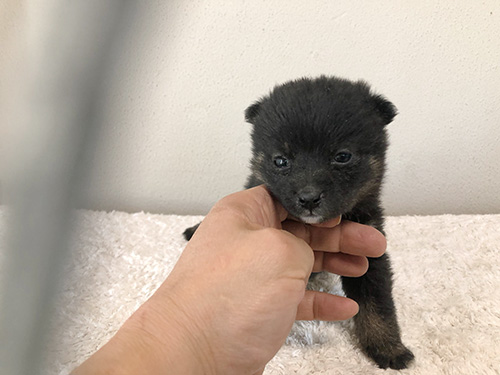 豆柴の子犬　ブリーダー 子犬専門　AngelWan 横浜