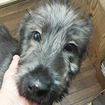 アイリッシュウルフハウンドの子犬　ブリーダー 子犬専門　AngelWan 横浜