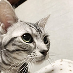 アメリカンショートヘアーの子猫　ブリーダー 子犬専門　AngelWan 横浜