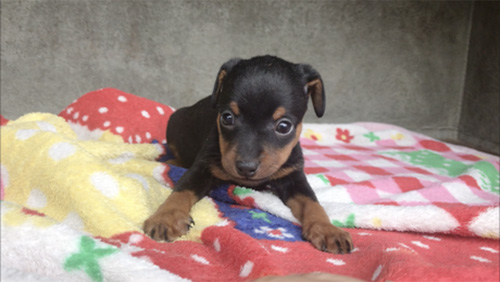 ミニチュアピンシャーの子犬 ブリーダー 子犬専門 AngelWan 横浜