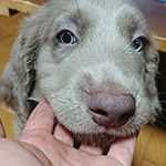 ワイマラナーの子犬　ブリーダー 子犬専門　AngelWan 横浜