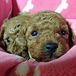 トイプードルの子犬　ブリーダー 子犬専門　AngelWan 横浜