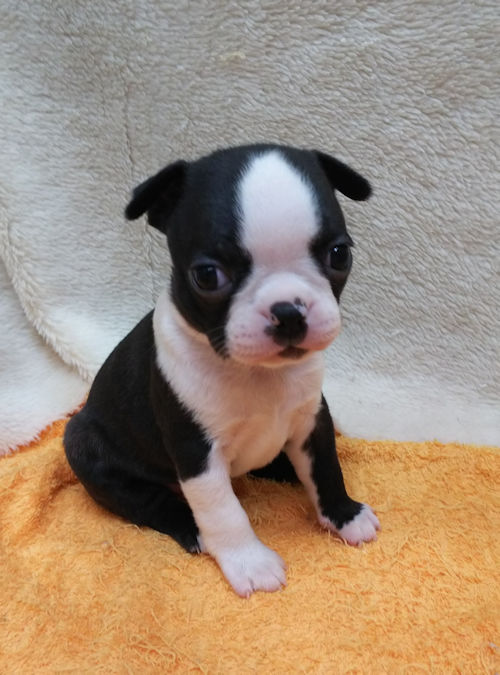 bostonterrier 子犬 ご家族募集中