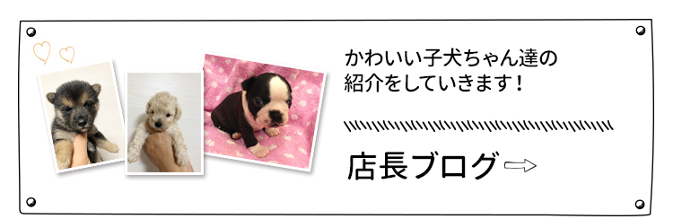 店長ブログ かわいい子犬ちゃん達の紹介をしていきます！