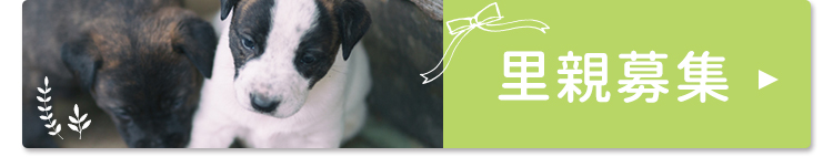 里親募集