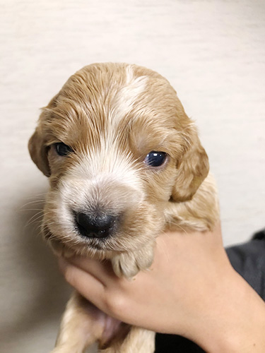 イングリッシュコッカースパニエルの子犬　ブリーダー 子犬専門 AngelWan 横浜