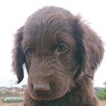 フラットコーテッドレトリバーの子犬　ブリーダー 子犬専門　AngelWan 横浜