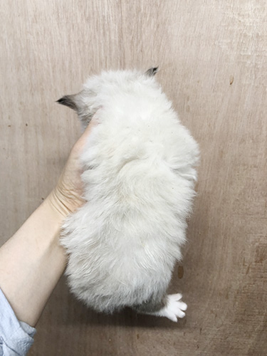ラグドールの子猫　ブリーダー 子犬専門 AngelWan 横浜