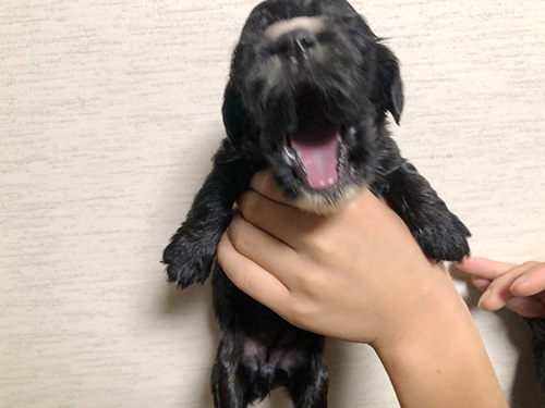 イングリッシュコッカースパニエルの子犬　ブリーダー 子犬専門 AngelWan 横浜