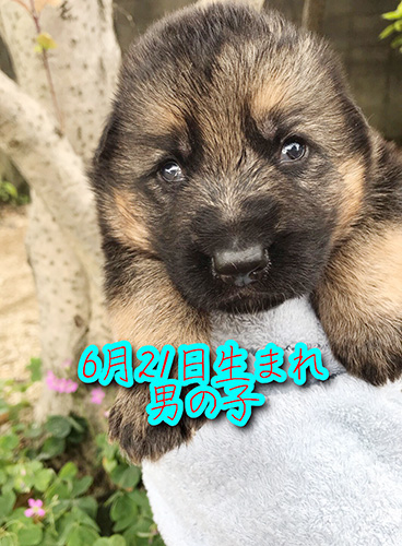 ジャーマンシェパードドッグの子犬　ブリーダー 子犬専門 AngelWan 横浜