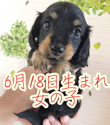 ミニチュアダックスフンドの子犬　ブリーダー 子犬専門 AngelWan 横浜