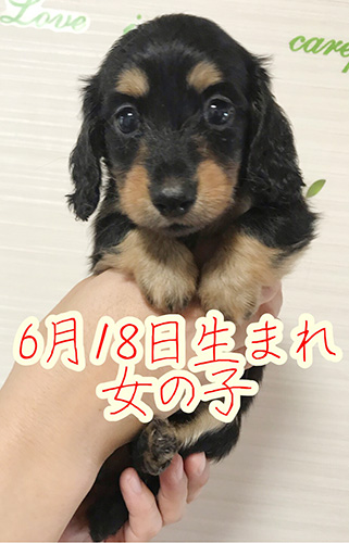 ミニチュアダックスフンドの子犬　ブリーダー 子犬専門 AngelWan 横浜