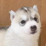 シベリアンハスキーの子犬　ブリーダー 子犬専門 AngelWan 横浜