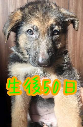 ジャーマンシェパードドッグの子犬　ブリーダー 子犬専門 AngelWan 横浜