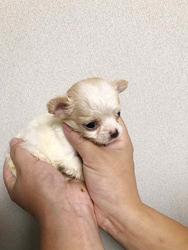 チワワの子犬　ブリーダー 子犬専門 AngelWan 横浜 彦坂さん、こんにちは！