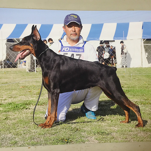 ドーベルマンの子犬　ブリーダー 子犬専門 AngelWan 横浜