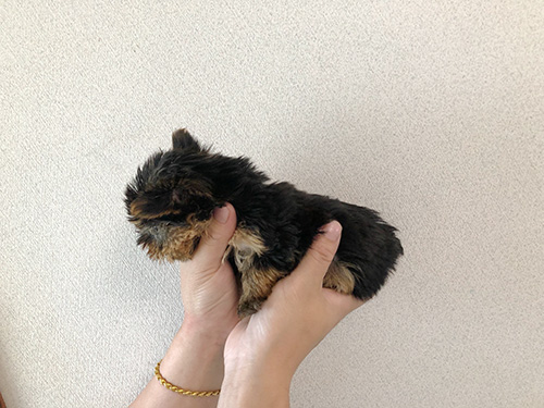 ヨークシャーテリアの子犬　ブリーダー 子犬専門 AngelWan 横浜