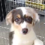 オーストラリアンシェパードの子犬　ブリーダー 子犬専門 AngelWan 横浜