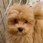 ミックスの子犬　ブリーダー 子犬専門 AngelWan 横浜