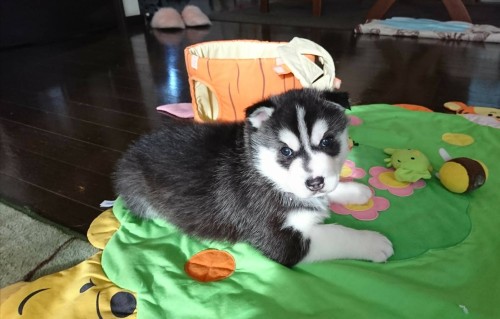 シベリアンハスキーの子犬 ブリーダー 子犬専門 AngelWan 横浜