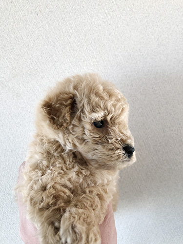 トイプードルの子犬　ブリーダー 子犬専門 AngelWan 横浜