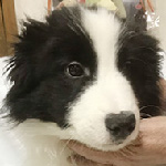 ボーダーコリーの子犬　ブリーダー 子犬専門 AngelWan 横浜