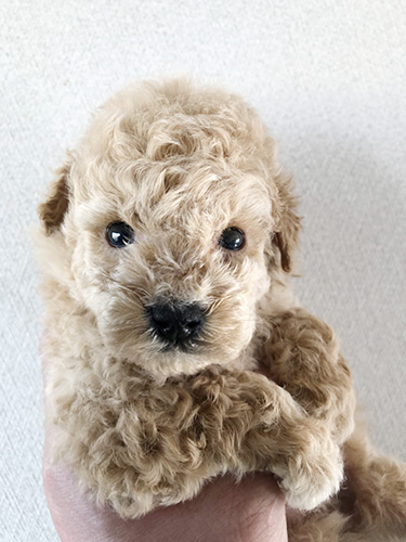 トイプードルの子犬 ブリーダー 子犬専門 AngelWan 横浜
