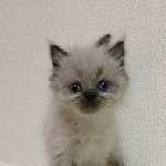 ヒマラヤンの子猫　ブリーダー 子犬専門 AngelWan 横浜
