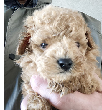 トイプードルの子犬 ブリーダー 子犬専門 AngelWan 横浜