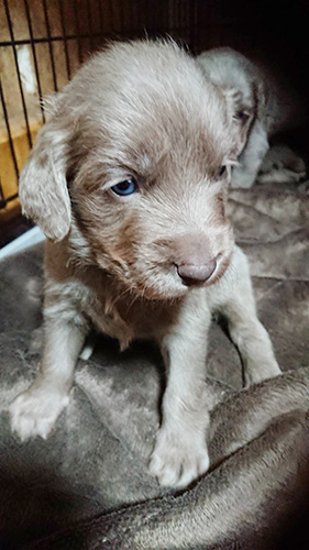 ワイマラナーの子犬　ブリーダー 子犬専門 AngelWan 横浜