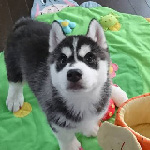 シベリアンハスキーの子犬 ブリーダー 子犬専門 AngelWan 横浜