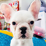 フレンチブルドッグの子犬　ブリーダー 子犬専門 AngelWan 横浜