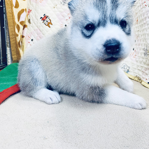 シベリアンハスキーの子犬　ブリーダー 子犬専門 AngelWan 横浜