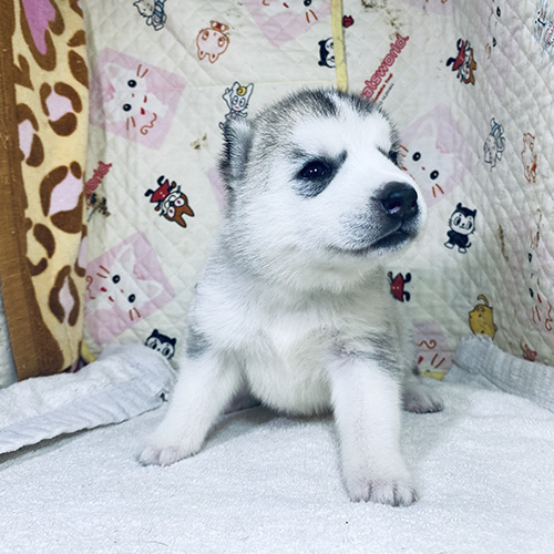 シベリアンハスキーの子犬　子犬専門AngelWan 横浜