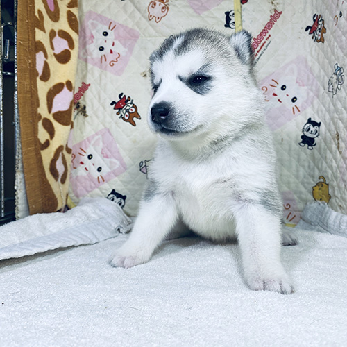 シベリアンハスキーの子犬　子犬専門AngelWan 横浜
