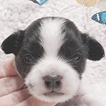 ミックスの子犬（チワワ×パピヨン）ブリーダー　　子犬販売の専門店AngelWan 横浜