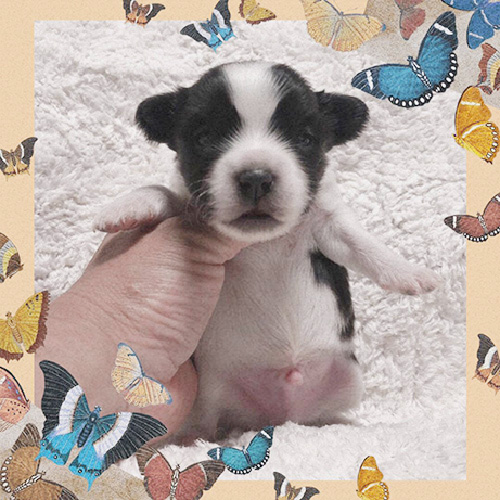 ミックスの子犬(チワワ×パピヨン)ブリーダー 子犬販売の専門店AngelWan 横浜