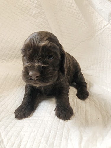 イングリッシュコッカースパニエルの子犬　ブリーダー　子犬子猫販売の専門店AngelWan 横浜